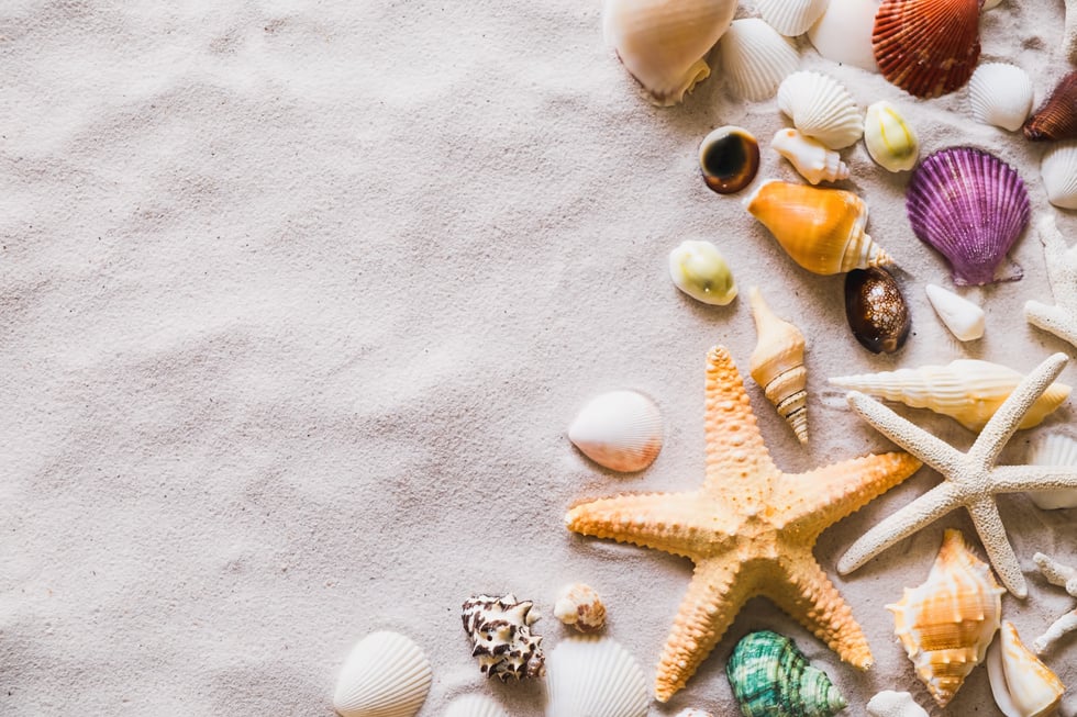 Sand with Seashells and Starfish 